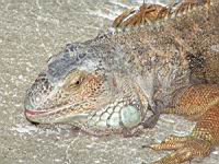 Iguane commun, Iguana iguana (ord Squamates)(ss-ord Sauriens)(fam Iguanides) (Photo F. Mrugala) (4)